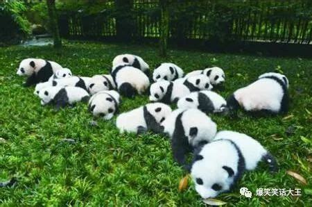【脑筋急转弯】大熊猫一生中的最大遗憾是什么？