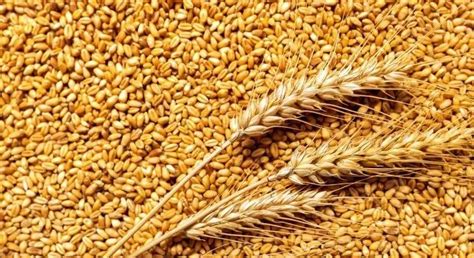 中国每年进口俄罗斯小麦800万吨!和中国小麦相比，品质好在哪?