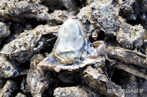 乳山牡蛎的牡蛎养殖