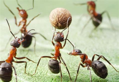 什么是蚂蚁搬家