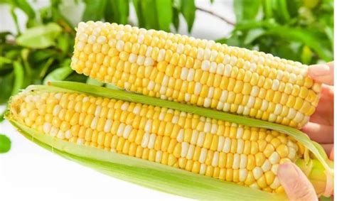 什么样的玉米才不是转基因玉米