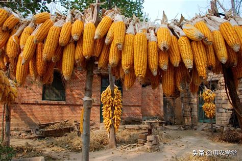 今年玉米多少钱一斤