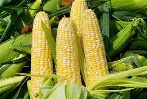 关于转基因玉米，现在市场上能买到的甜玉米大多是转基因的吗