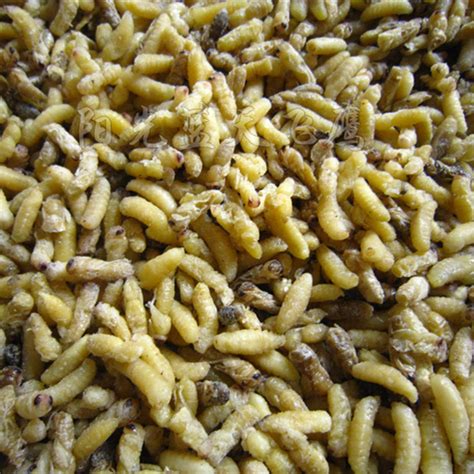 农村许多人找马蜂蛹吃，真的是美味吗?