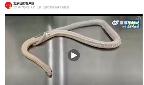 南京海关查获36条玉米锦蛇，长途跋涉仍有活力, 你怎么看?