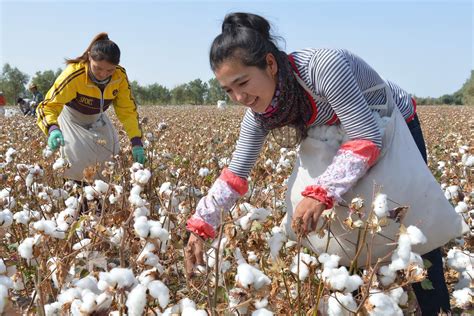 在新疆,棉花的保险加期货有哪些公司在做？