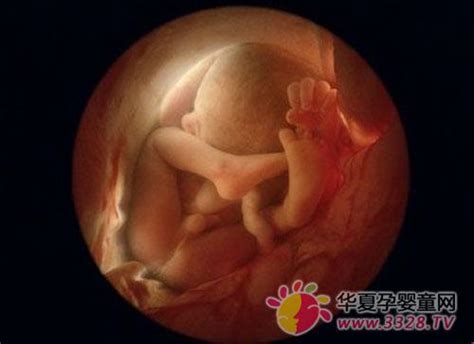 怀孕15周胎儿性别可以辨别出来了吗？