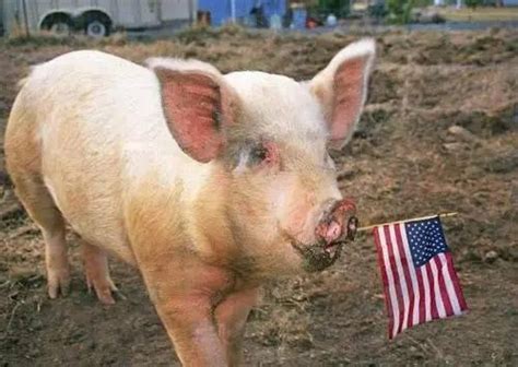 据报道，中国进口美国的四万吨猪肉来了，您会买吗?