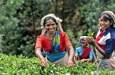 斯里兰卡茶叶进口到中国要交多少税款 - 懂得