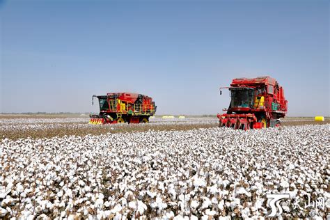 新疆棉花种植