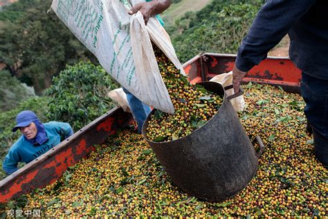 最大咖啡出口国巴西受极端天气影响产量下降，咖啡要涨价了吗？