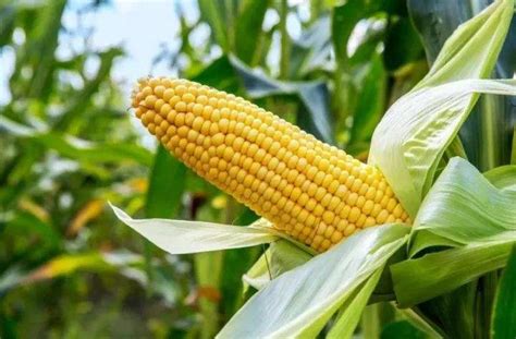 期货玉米现在的价格有被低估吗？
