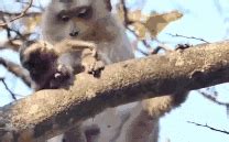 母猴为什么杀死幼猴?