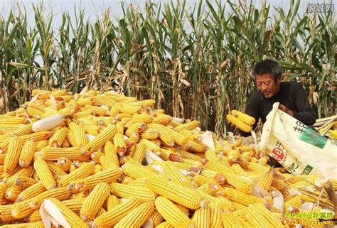 玉米价格持续上涨的背后，隐藏着什么风险？