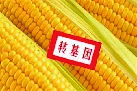 玉米是转基因的吗？