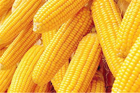 玉米期货 为什么 弱