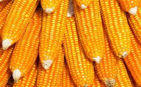 玉米期货2444元一吨买一手的多少钱？