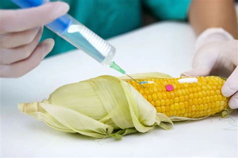 现在中国的玉米都是转基因的吗？