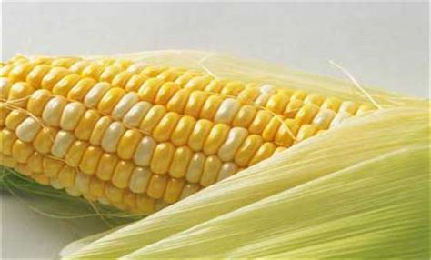 现在超市卖的玉米是不是转基因的？