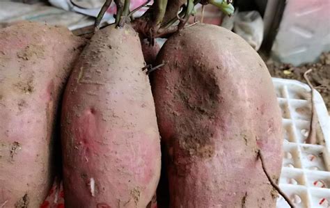 红薯是从哪里引入中国的