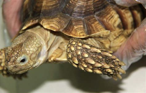 苏卡达象龟是保护动物吗？
