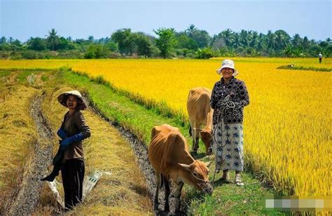 越南人口近亿，国土却仅有中国的三十分之一，为何还有大米出...