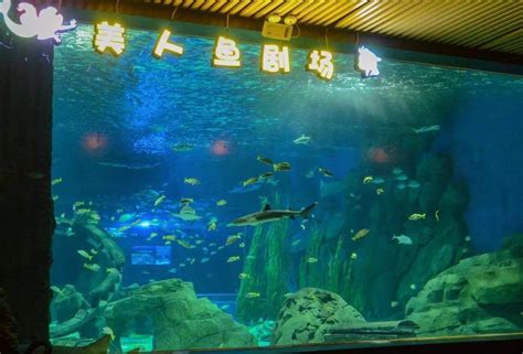 郑州海洋馆和锦艺城海洋馆哪个好 郑州海洋馆和锦艺城海洋馆应该选择哪一个