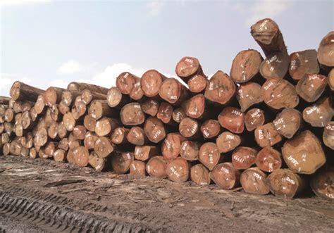 非洲木材进出口把控非常严，国内木材价格高涨，中国木材及实...