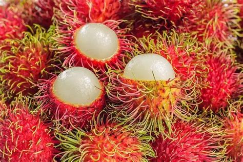 马来西亚十种进口水果?