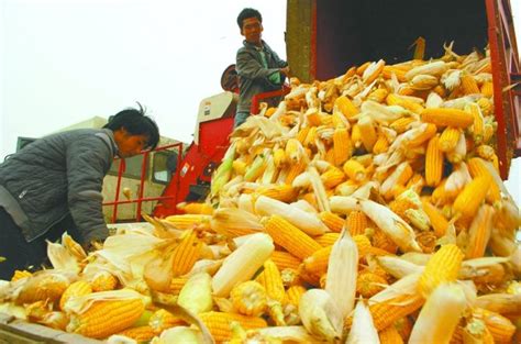 2012年的玉米价格走势？