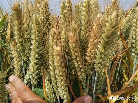 2021年种什么小麦品种好