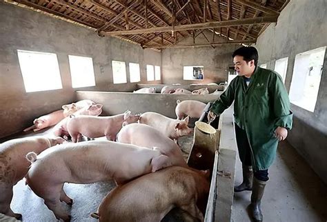 45ynp_国家发改委回应猪价过快上涨
