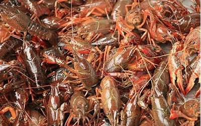 52岁男子洗小龙虾被刺伤感染患上脓毒症：3天后离世