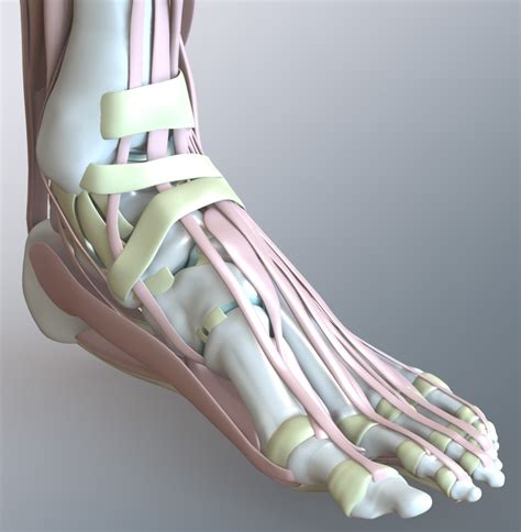 Ankle model图片