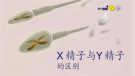 X精子和Y精子谁的寿命短？
