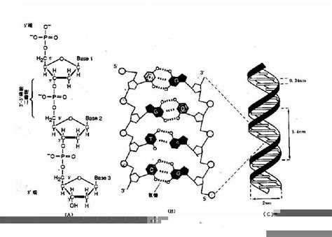 dna分子的结构