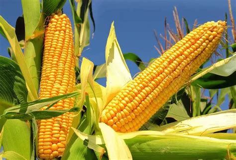 v2p_河北省推广玉米品种