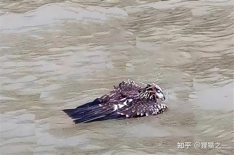 一只老鹰在南京中暑坠江