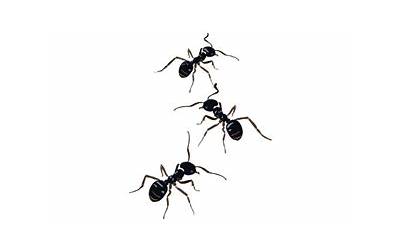 一只蚂蚁几条腿几只嘴（一只蚂蚁几条腿）