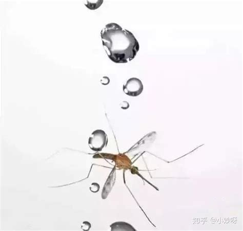 下雨天蚊子为什么不会被雨滴砸死