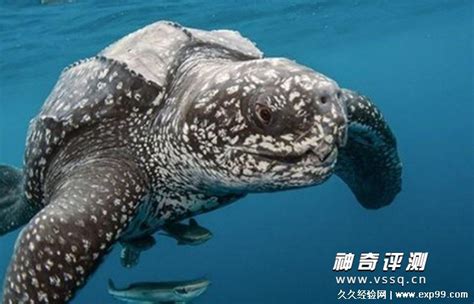 世界上体型最大的海龟是