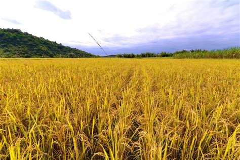 世界上最早种植水稻