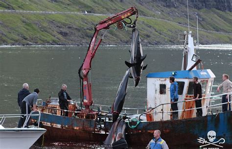 丹麦法罗群岛数百鲸鱼和海豚被捕杀