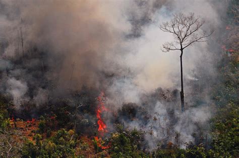 亚马逊森林火灾