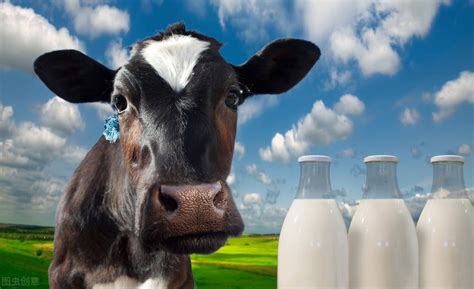 什么牛奶最有营养