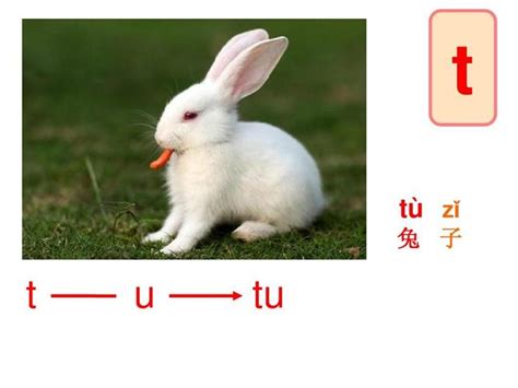兔子的拼音