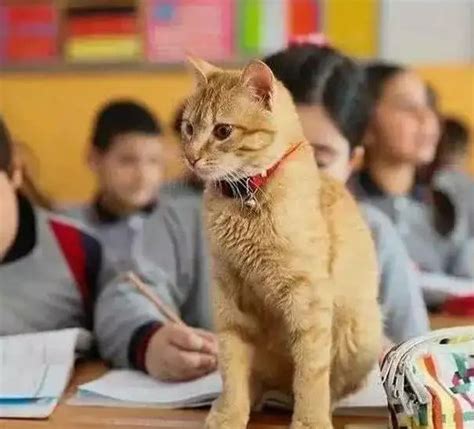 公司称猫5次入镜影响上课开除老师