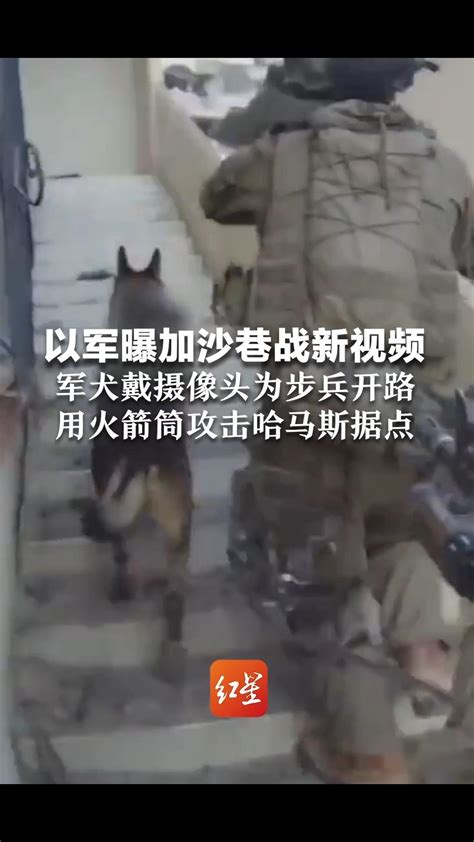 军犬拍下加沙巷战激战视频