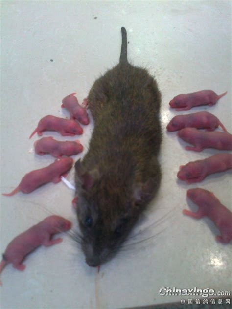 出生老鼠起名