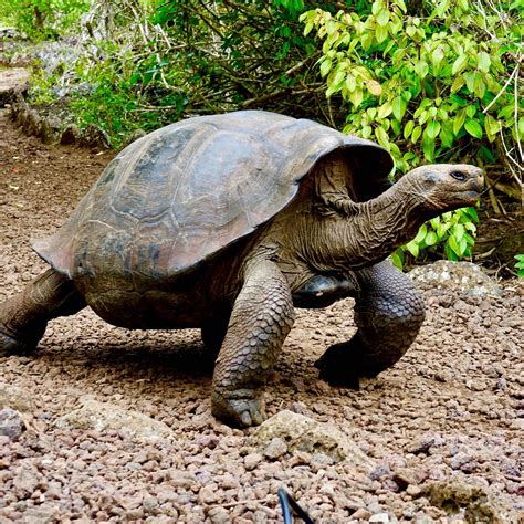 加拉帕戈斯象龟多少钱(辐射陆龟多少钱？)